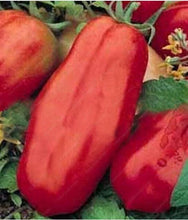 Oblong red tomatoes with deep ridges and juicy flesh