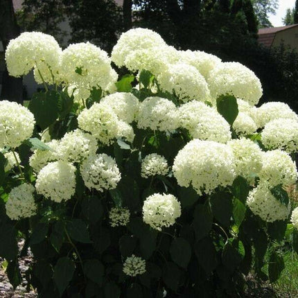 Old Fashioned Snowball Viburnum Shrub – Live Plant (6–12") in 4" Pot - Seed World