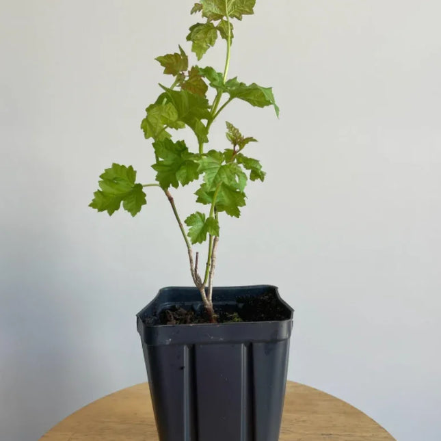 Old Fashioned Snowball Viburnum Shrub – Live Plant (6–12") in 4" Pot - Seed World
