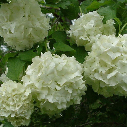 Old Fashioned Snowball Viburnum Shrub – Live Plant (6–12") in 4" Pot - Seed World