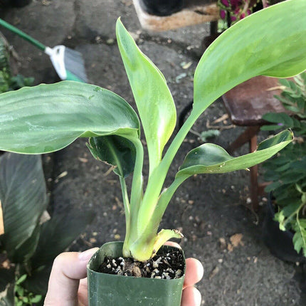 Orange Bird of Paradise - Strelitzia reginae - Live Plant - Seed World