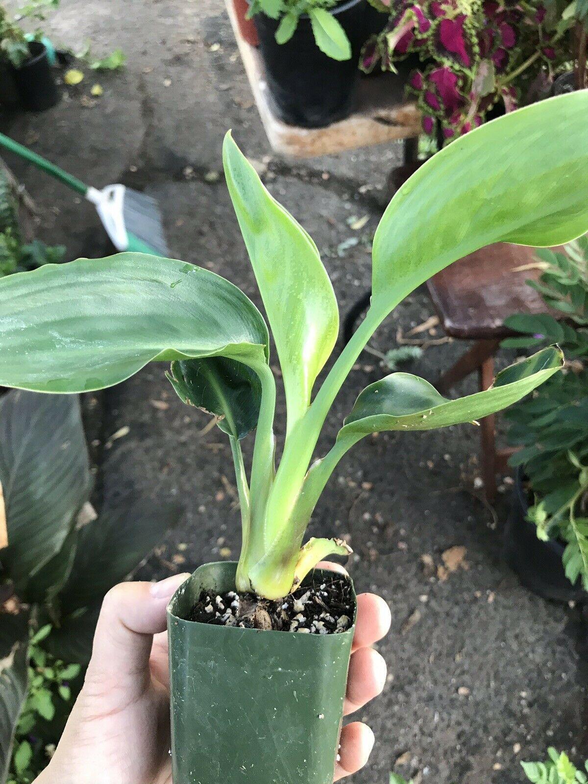 Orange Bird of Paradise - Strelitzia reginae - Live Plant - Seed World