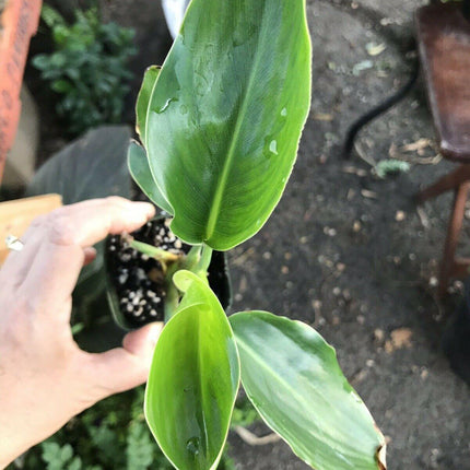 Orange Bird of Paradise - Strelitzia reginae - Live Plant - Seed World
