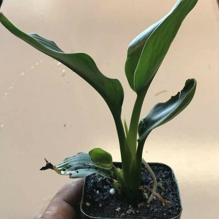 Orange Bird of Paradise - Strelitzia reginae - Live Plant - Seed World
