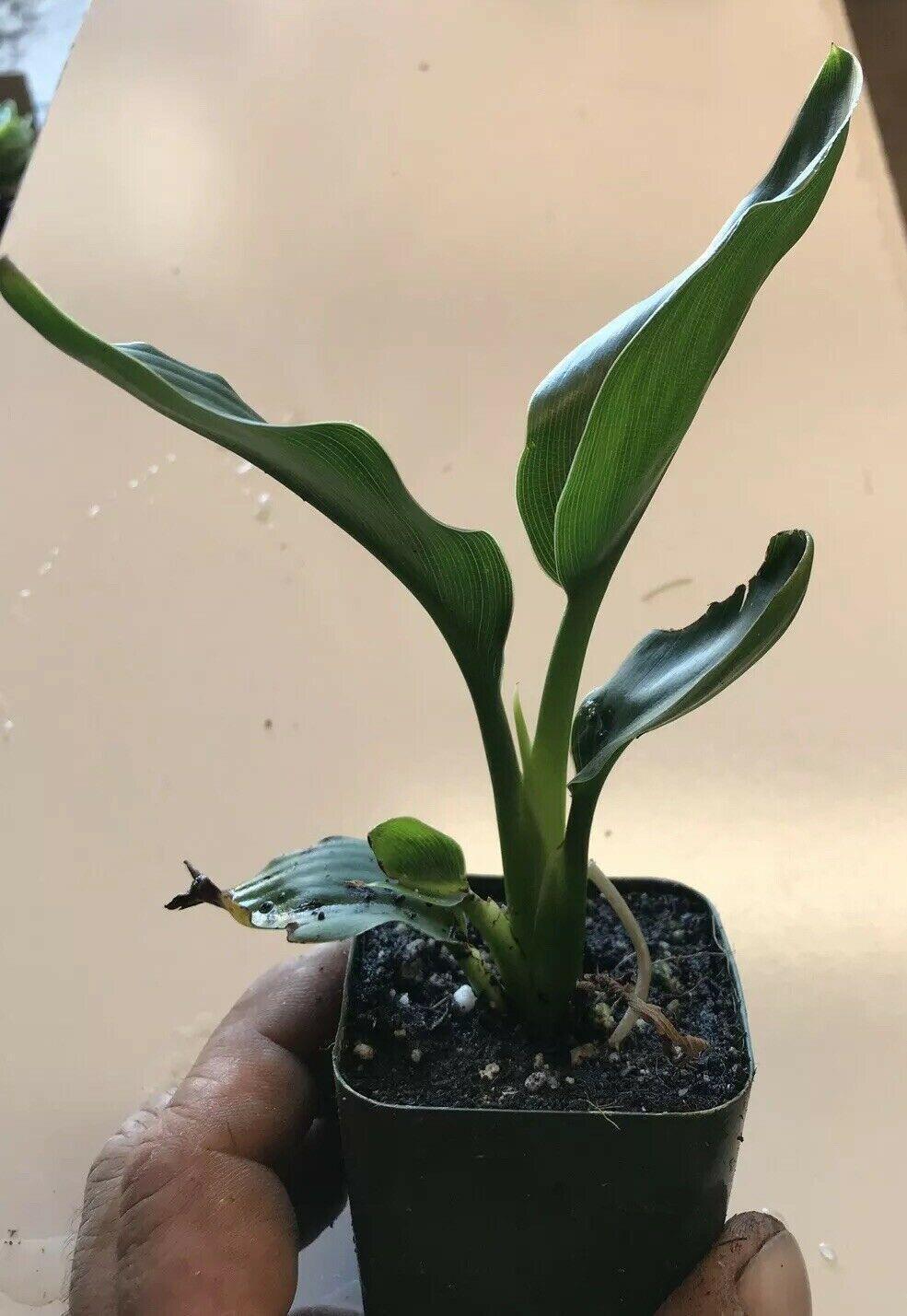 Orange Bird of Paradise - Strelitzia reginae - Live Plant - Seed World