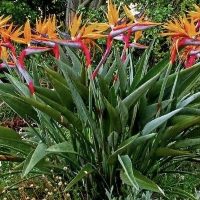 Orange Bird of Paradise - Strelitzia reginae - Live Plant - Seed World