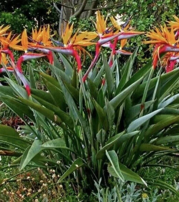 Orange Bird of Paradise - Strelitzia reginae - Live Plant - Seed World