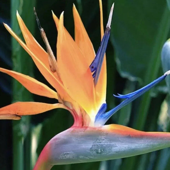 Orange Bird of Paradise - Strelitzia reginae - Live Plant - Seed World