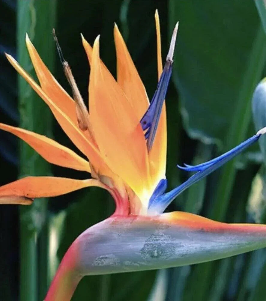 Orange Bird of Paradise - Strelitzia reginae - Live Plant - Seed World