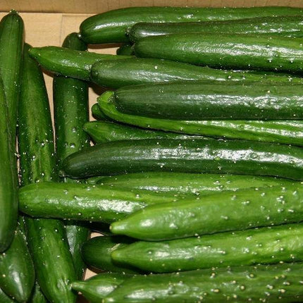 Organic Japanese Tokiwa Tokyo Cucumber Seeds - Seed World