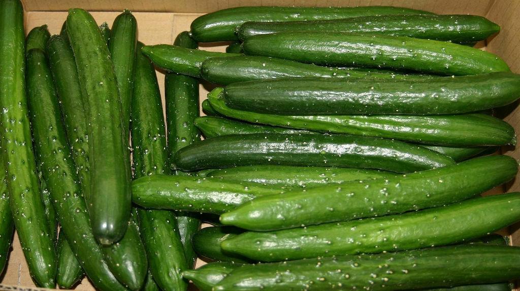 Organic Japanese Tokiwa Tokyo Cucumber Seeds - Seed World