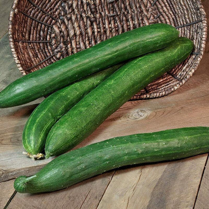 Organic Japanese Tokiwa Tokyo Cucumber Seeds - Seed World
