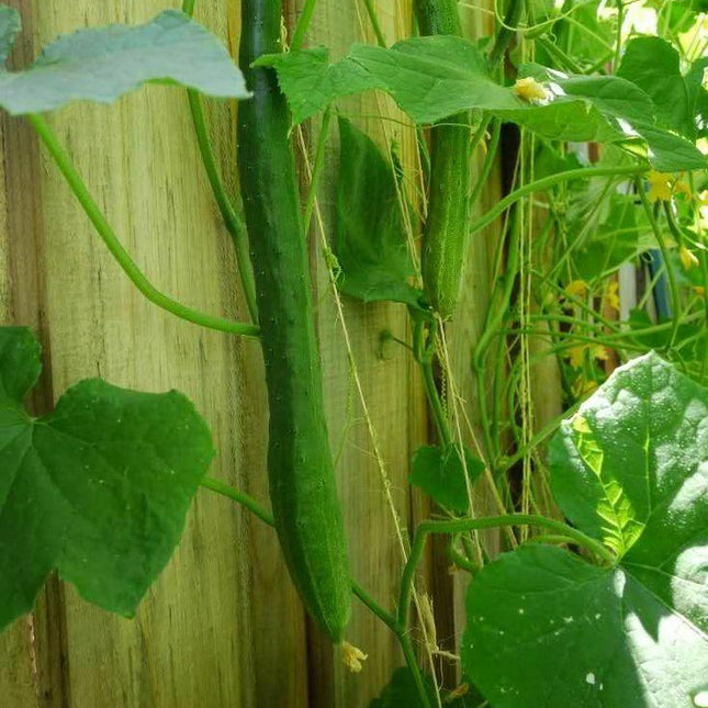 Organic Japanese Tokiwa Tokyo Cucumber Seeds - Seed World