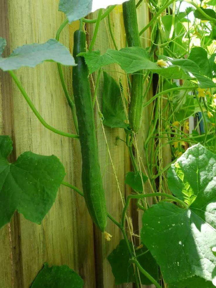 Organic Japanese Tokiwa Tokyo Cucumber Seeds - Seed World