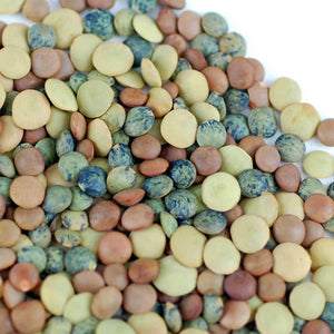 Organic Lentil Sprouting Sprout Mix Seeds - Seed World