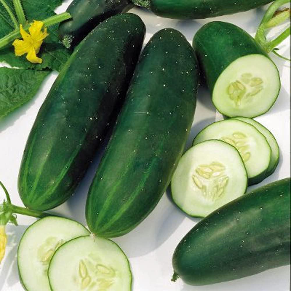 Organic Straight Eight Cucumber Seeds - Heirloom Non- GMO - Seed World