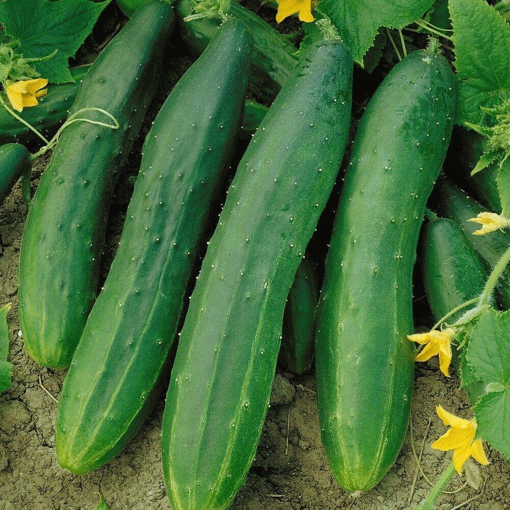 Organic Straight Eight Cucumber Seeds - Heirloom Non- GMO - Seed World