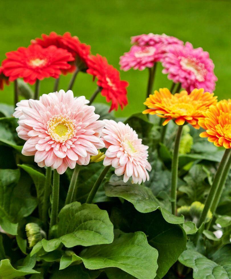 Outsidepride Gerbera Daisy Flower Seed - 10 Mix Seeds - Seed World