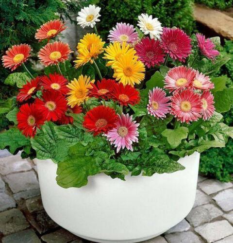 Outsidepride Gerbera Daisy Flower Seed - 10 Mix Seeds - Seed World