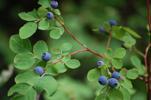 Close-up of ripe Oval Leaf Huckleberry berries
