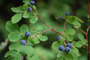 Close-up of ripe Oval Leaf Huckleberry berries
