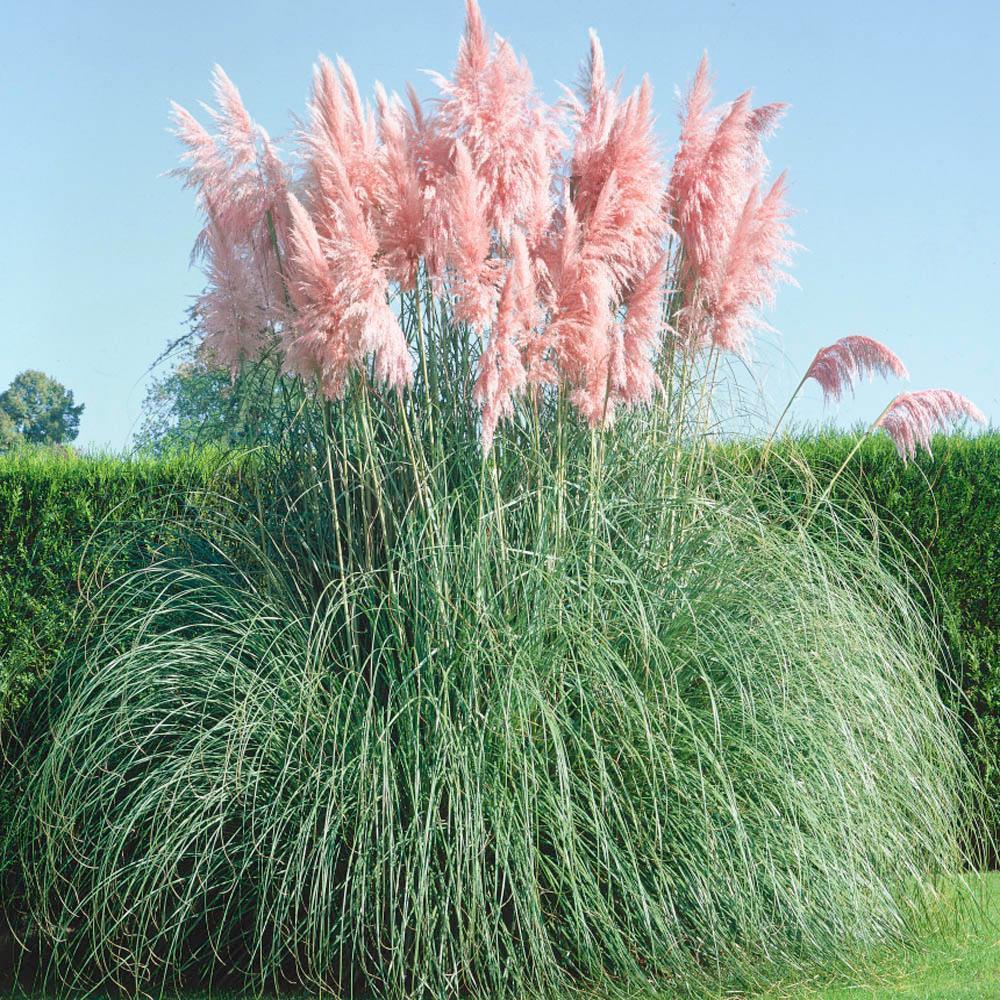 Pampas grass in full bloom in a green field	