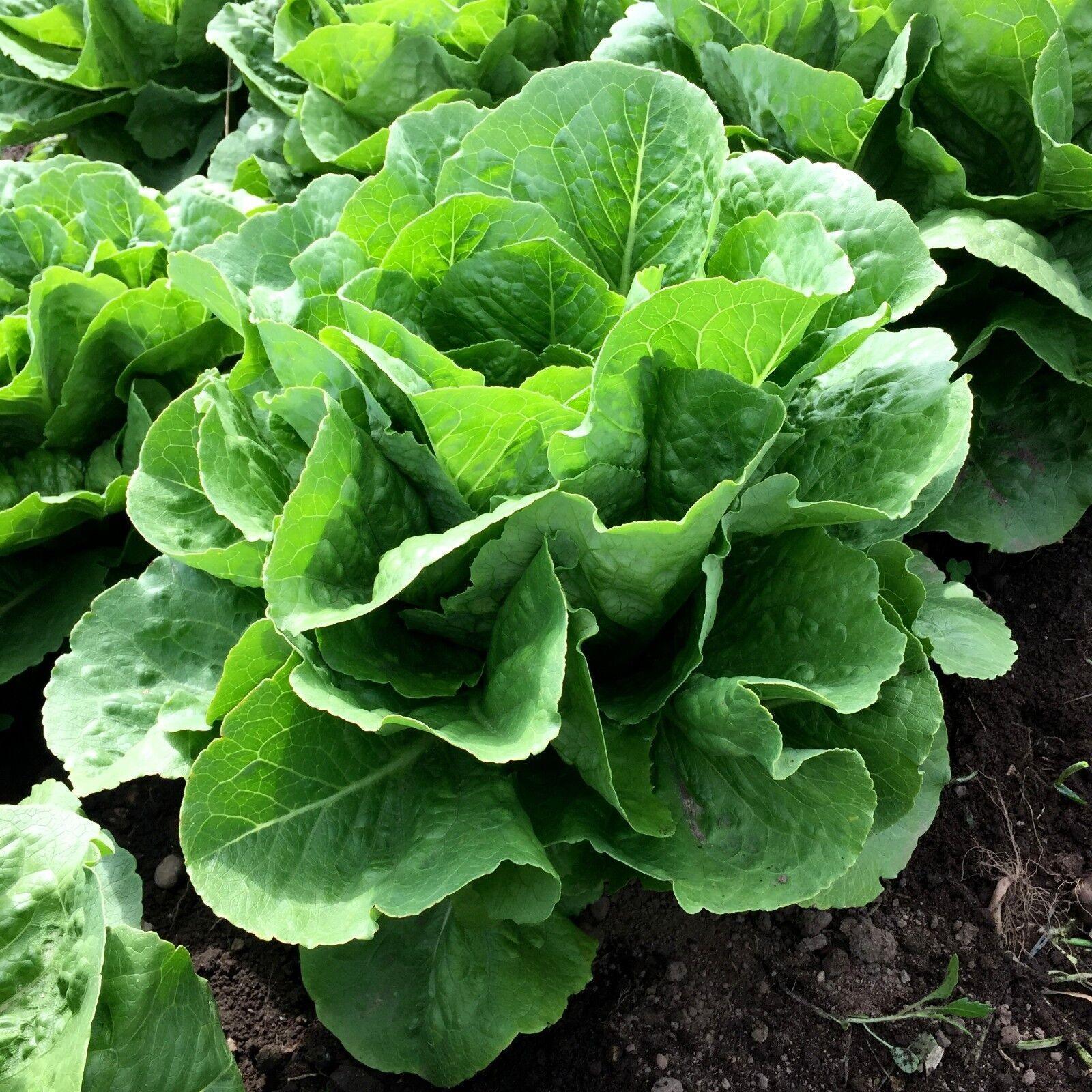 Parris Island Romaine Lettuce Seeds - Seed World