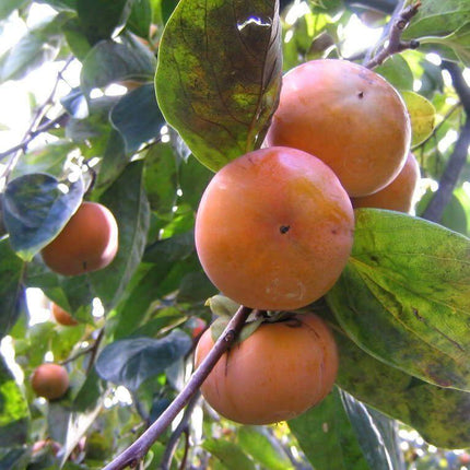 Persimmon Tree Diospyros Fruit Seeds - Seed World