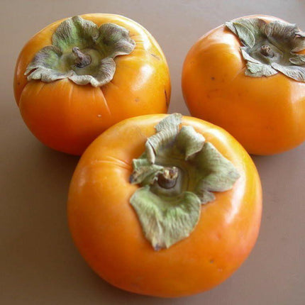 Persimmon Tree Diospyros Fruit Seeds - Seed World