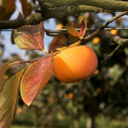 Persimmon Tree Diospyros Fruit Seeds - Seed World