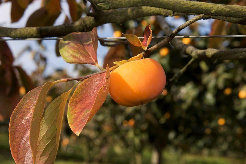 Persimmon Tree Diospyros Fruit Seeds - Seed World