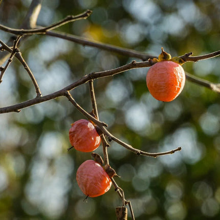 Persimmon Tree Diospyros Fruit Seeds - Seed World