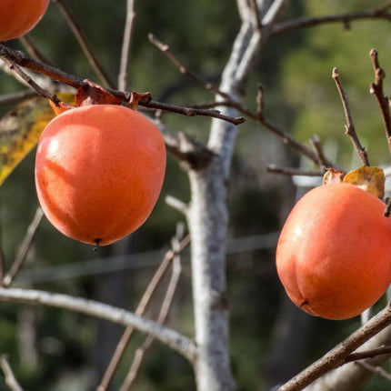 Persimmon Tree Diospyros Fruit Seeds - Seed World