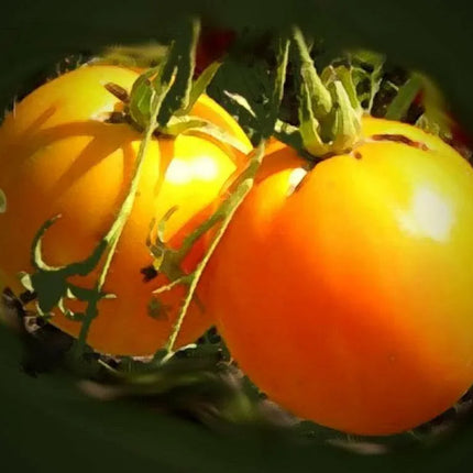 Persimmon Tree Diospyros Fruit Seeds - Seed World