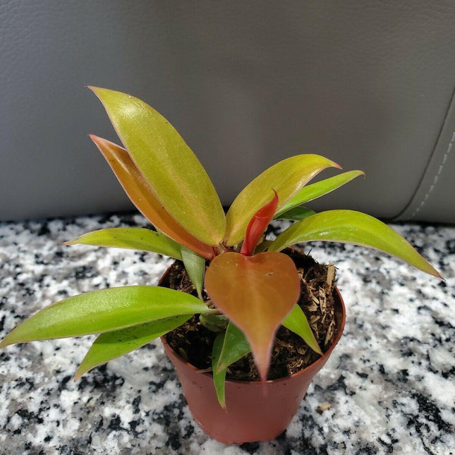 Philodendron Prince of Orange in 4" Pot - Seed World