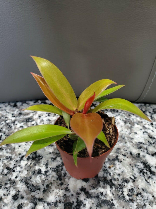 Philodendron Prince of Orange in 4" Pot - Seed World