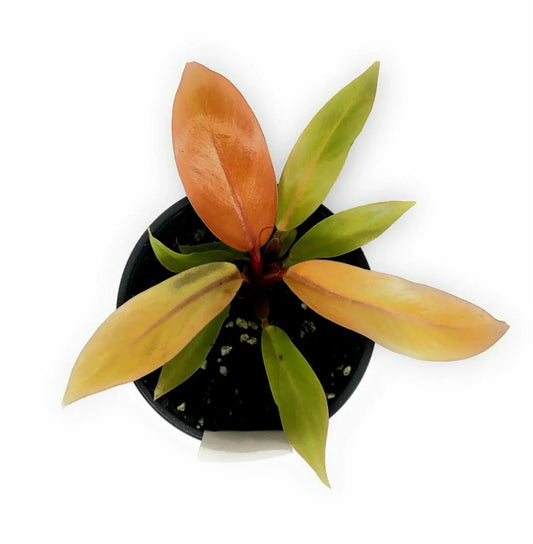 Philodendron Prince of Orange in 4" Pot - Seed World