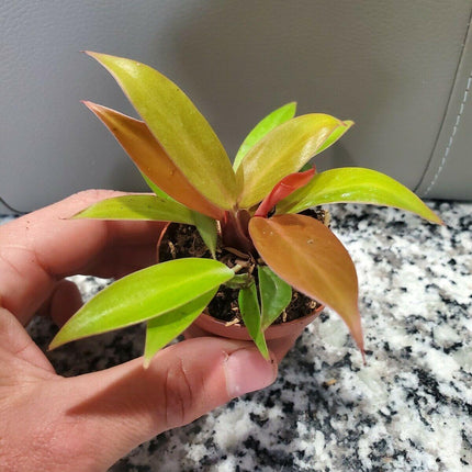 Philodendron Prince of Orange in 4" Pot - Seed World