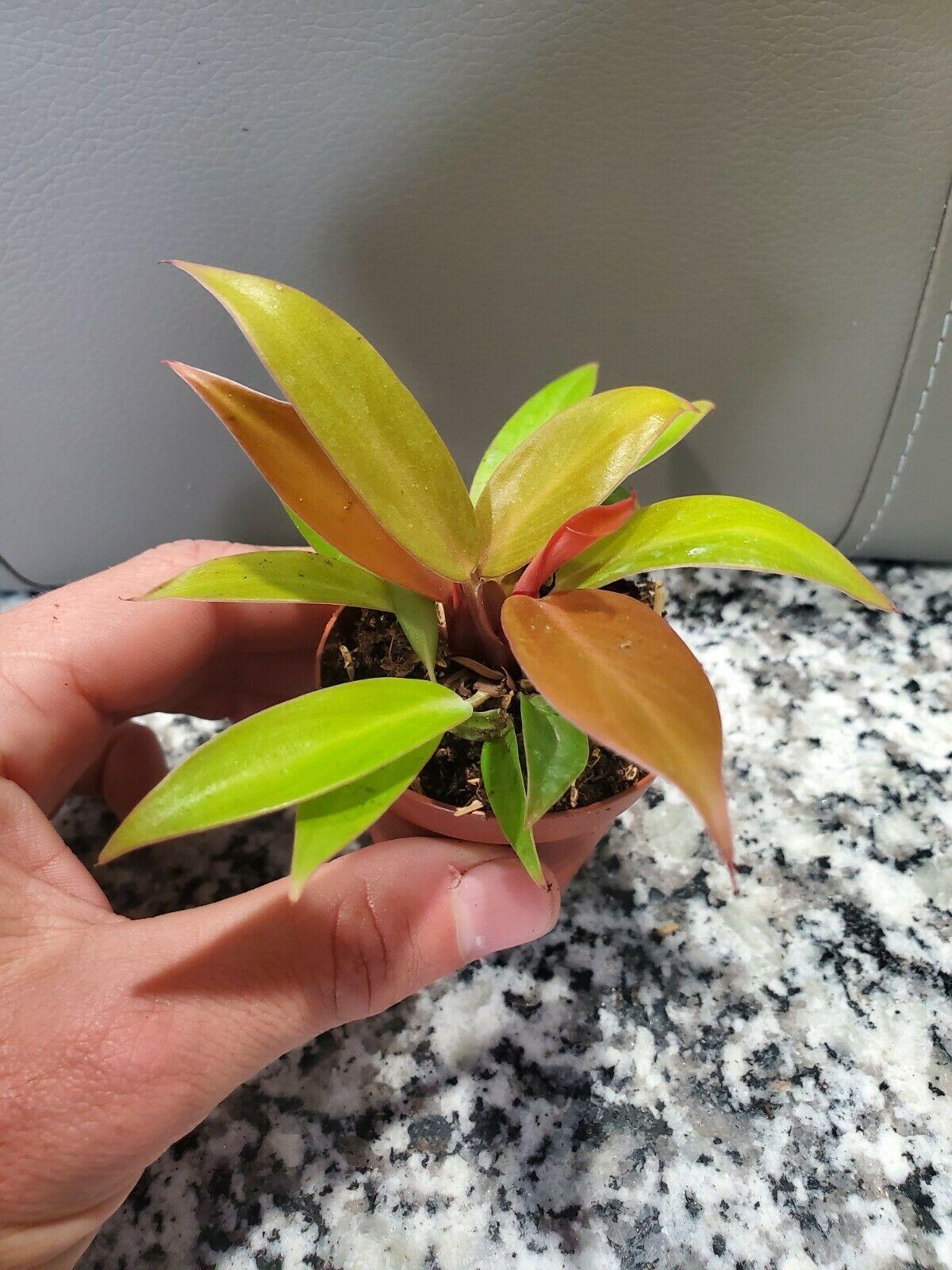 Philodendron Prince of Orange in 4" Pot - Seed World