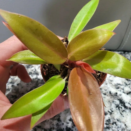 Philodendron Prince of Orange in 4" Pot - Seed World