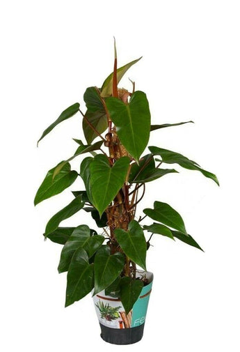 Philodendron Red Emerald 7 to 10 Inches Tall Cutting - Seed World