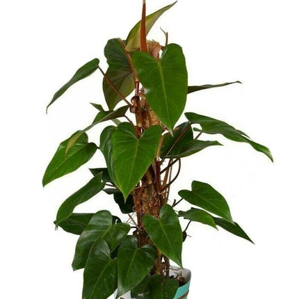Philodendron Red Emerald 7 to 10 Inches Tall Cutting - Seed World