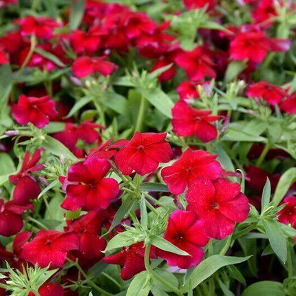 Phlox Red Annual Flower Seeds - Seed World