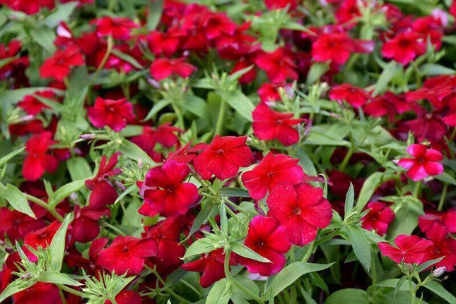 Phlox Red Annual Flower Seeds - Seed World