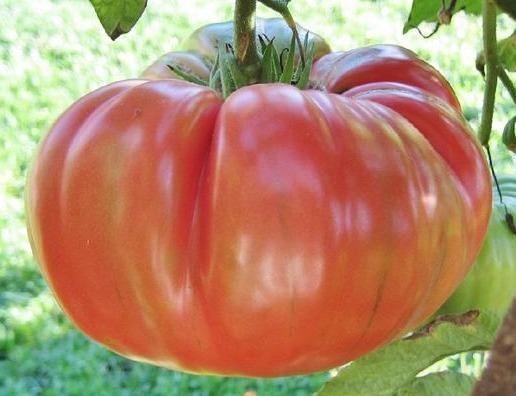 Pink Brandywine Tomato Seeds - Seed World