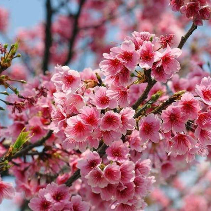 Pink Cherry Blossom Tree Seeds – Sakura (Prunus serrulata) - Seed World