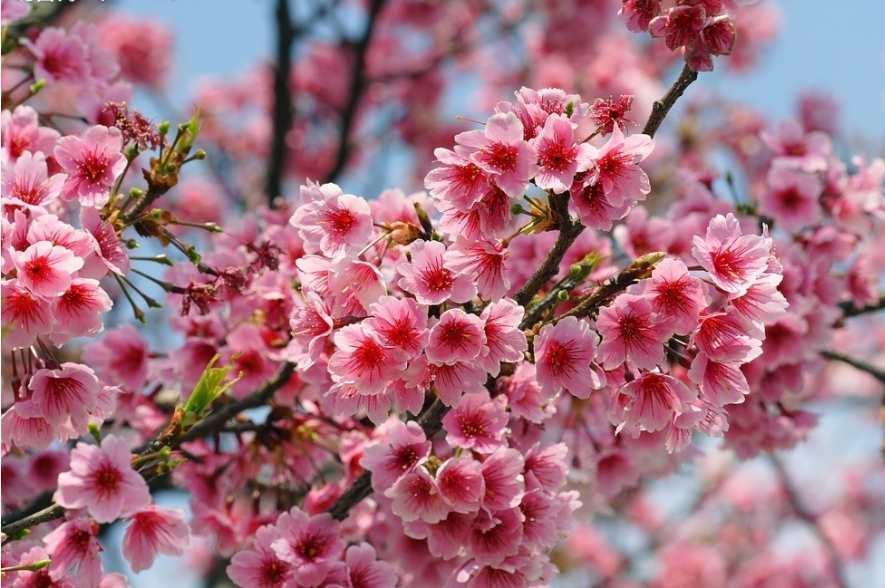 Pink Cherry Blossom Tree Seeds – Sakura (Prunus serrulata) - Seed World