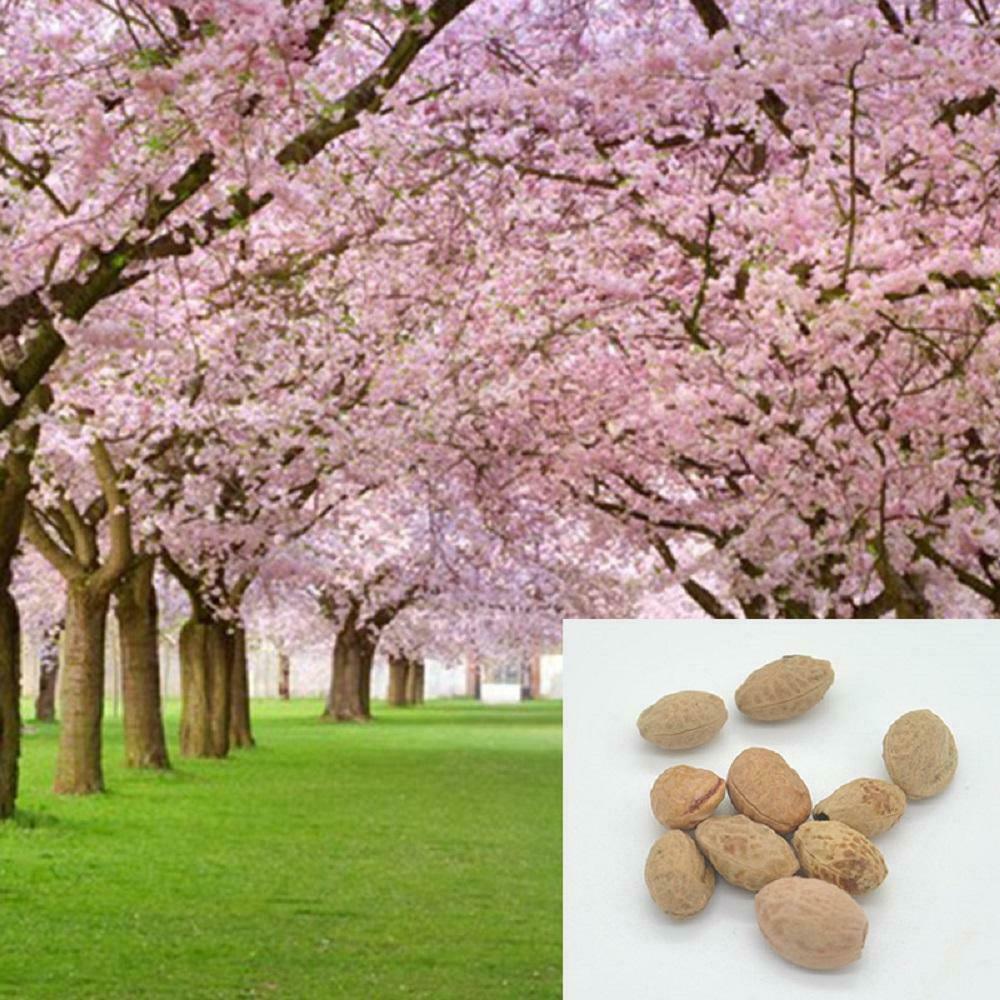 Pink Cherry Blossom Tree Seeds – Sakura (Prunus serrulata) - Seed World