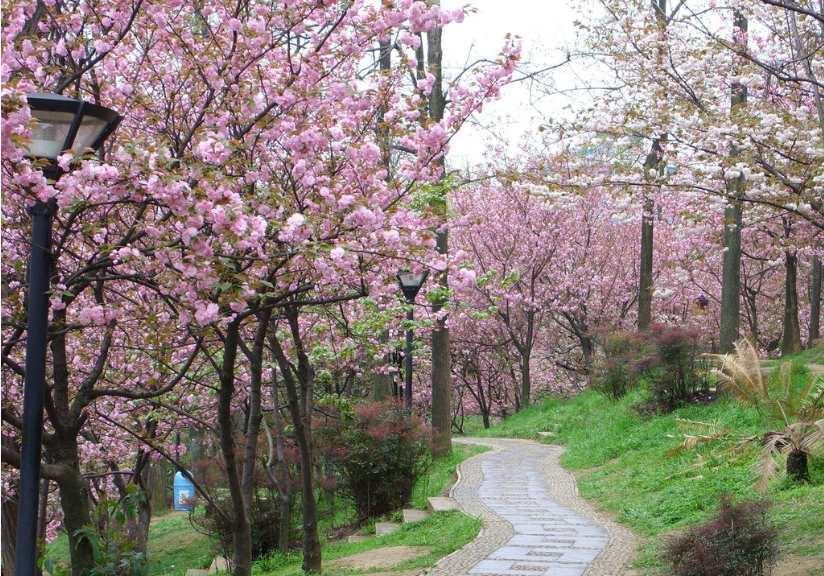Pink Cherry Blossom Tree Seeds – Sakura (Prunus serrulata) - Seed World