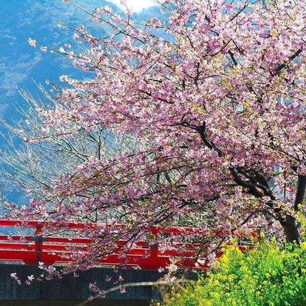 Pink Cherry Blossom Tree Seeds – Sakura (Prunus serrulata) - Seed World